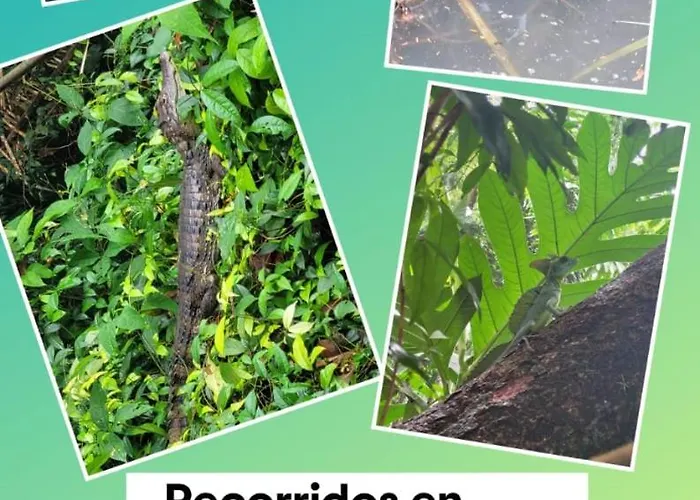 Apartamentos Caiman Tortuguero